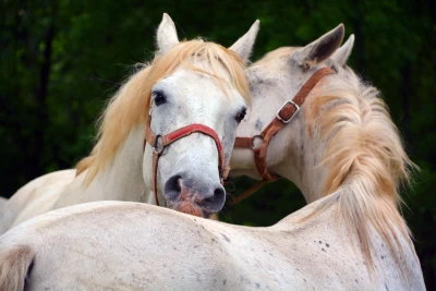 Spanish Riding School